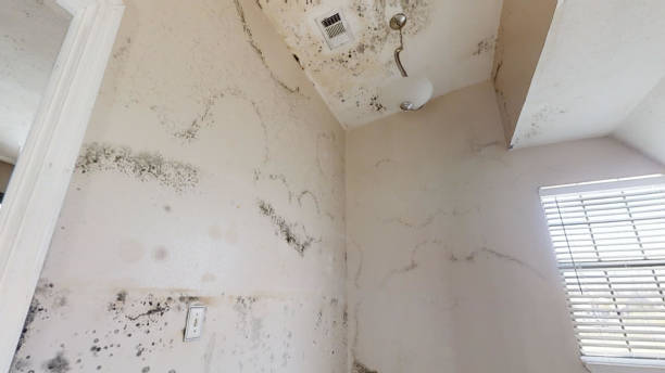 Best Flood Damage  in Parkersburg, WV