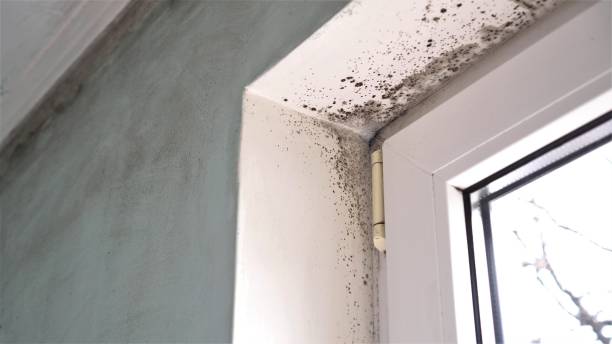 Best Attic Mold Removal  in Parkersburg, WV