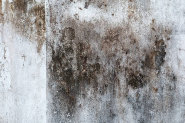Environmental Consulting for Mold Prevention in Parkersburg, WV