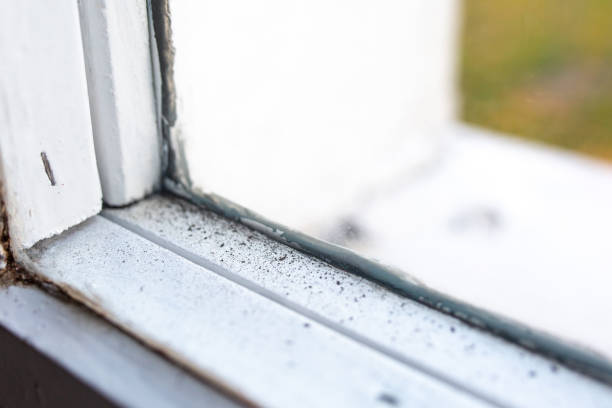 Mold Documentation for Insurance Claims in Parkersburg, WV