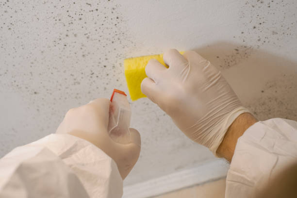 Best Biohazard Mold Removal  in Parkersburg, WV