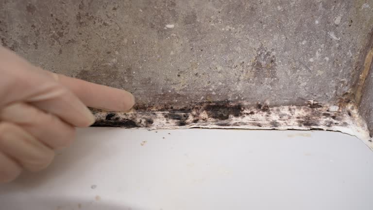 Best Forensic Mold Investigation  in Parkersburg, WV